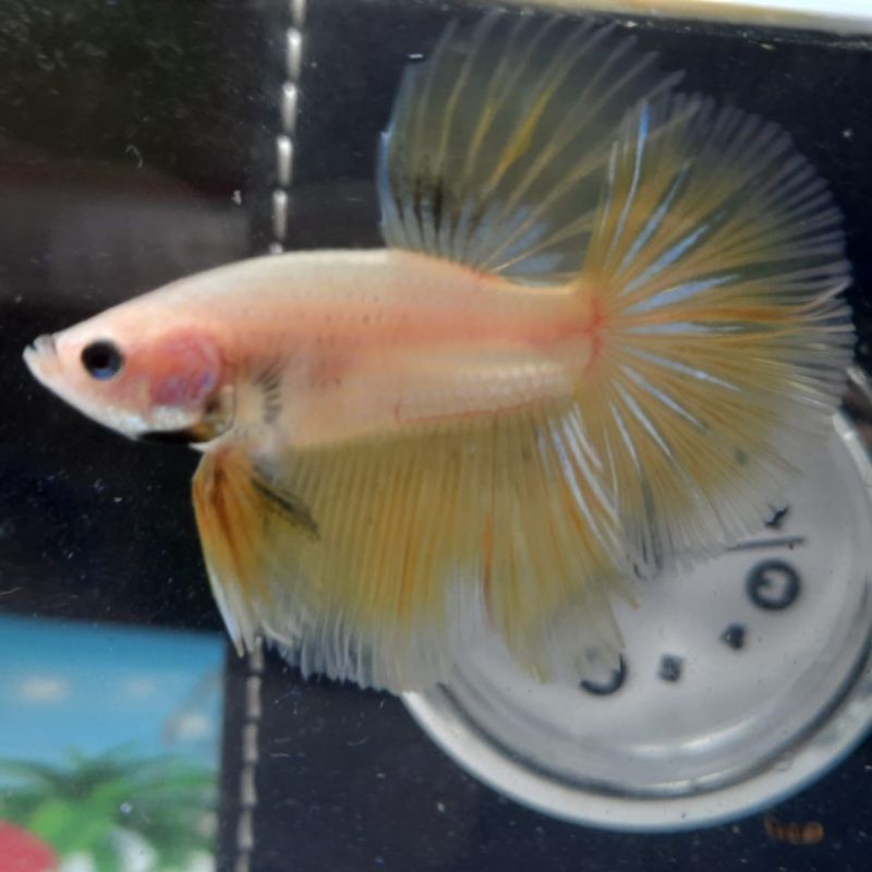 ikan cupang Halfmoon yellow banana