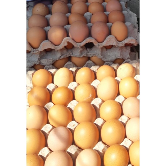 

TELUR OMEGA