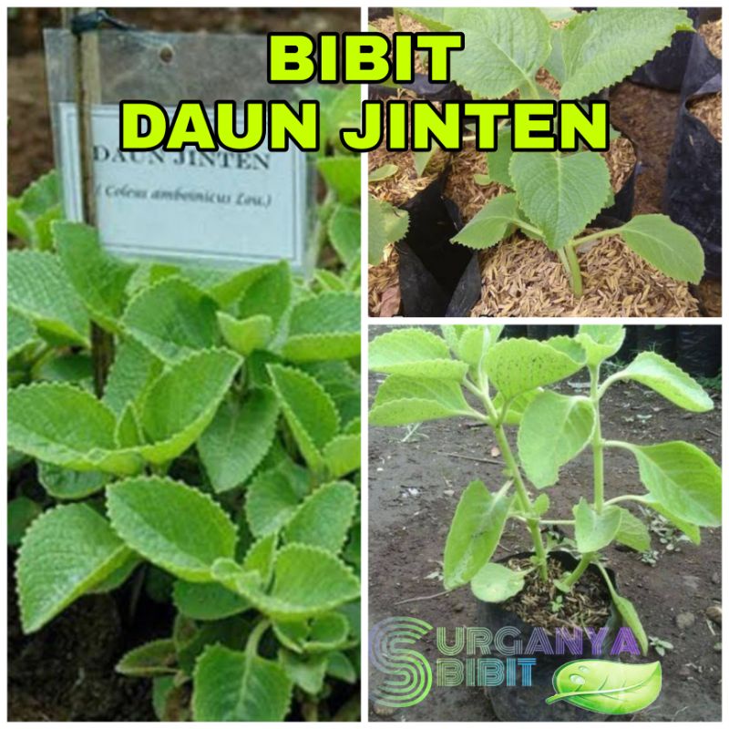 Jual Bibit Tanaman Jinten Hitam Original | Shopee Indonesia