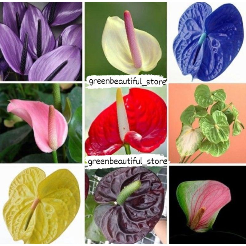 Tanaman hias hidup anthurium mickey mouse paket 9 plant - bunga hidup - tanaman hias hidup - bunga h