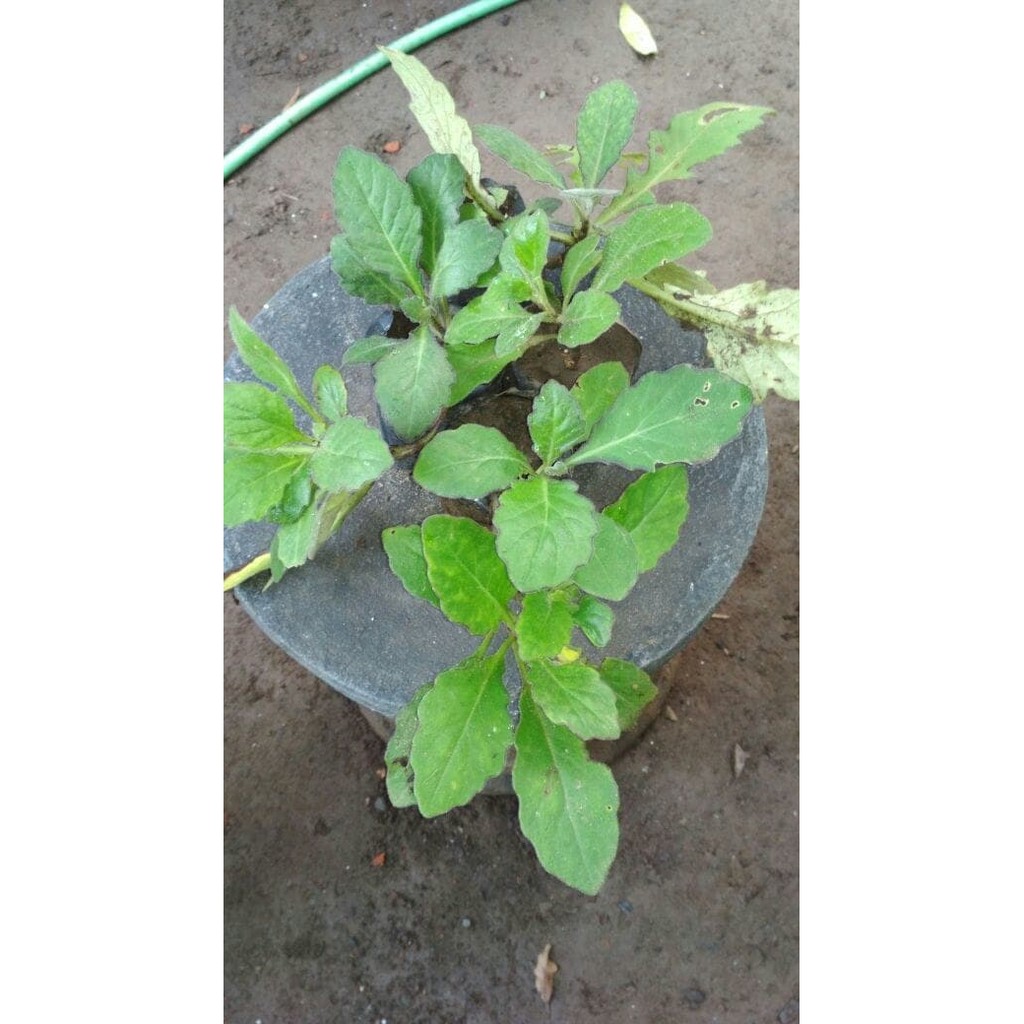 

daun dewa hidup