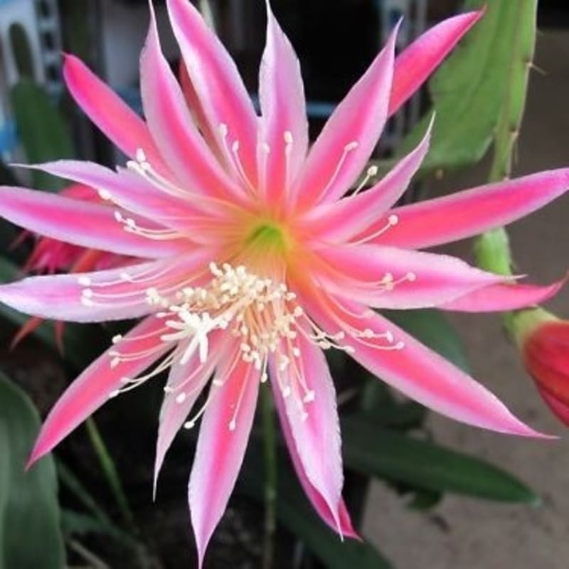 Tanaman Hias Bibit Bunga Wijaya Kusuma Angel Wind -bunga hidup murah-bunga hias-bunga gantung