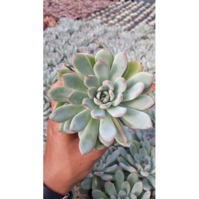 Sukulen // Echeveria Pulidonis