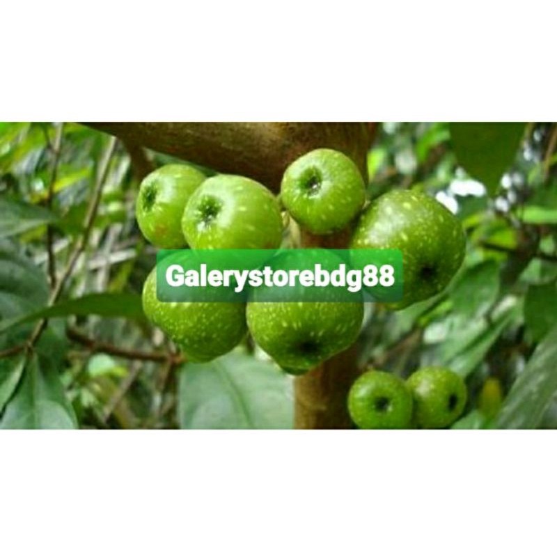 Buah ara buah loa segar paket 500 gram