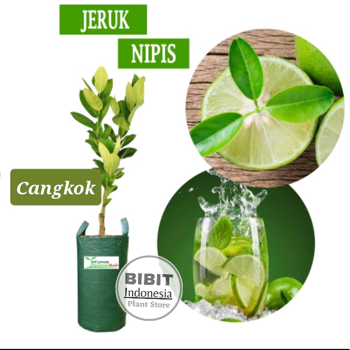 Bibit Jeruk Nipis Cangkok sudah BERBUAH