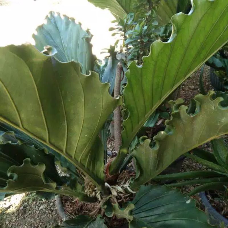 tanaman hias anthurium gelombang cinta besar