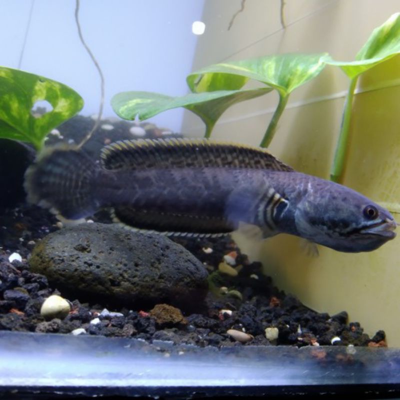 Chana Limbata size 9-12cm, ikan tidak di campur dan sudah berkarakter teritori