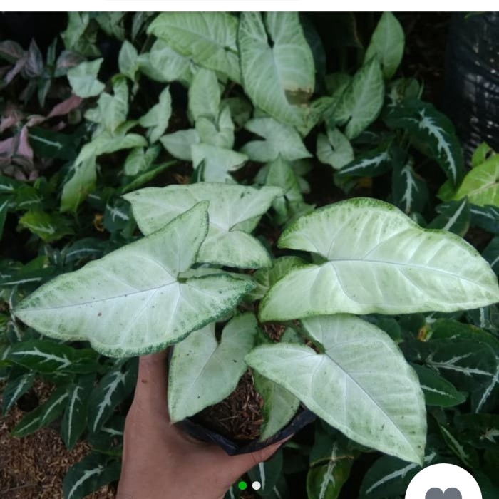tanaman hias syingonium putih/syingonium putih