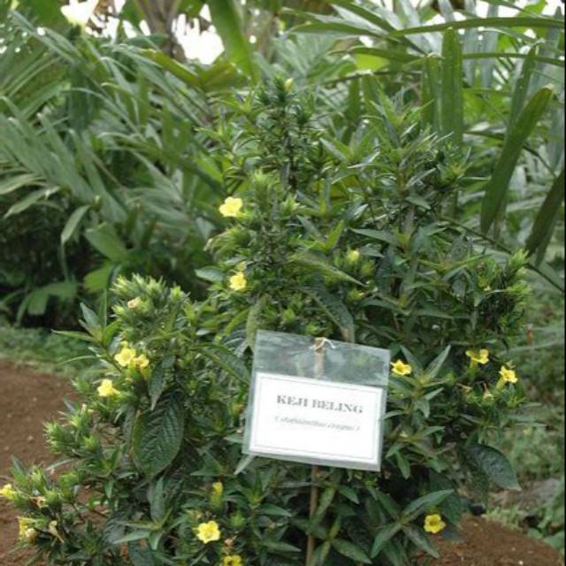 

daun keji beling segar 250gr