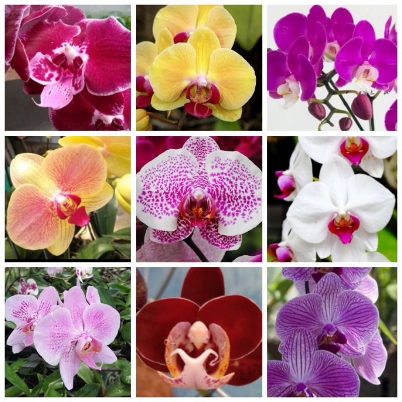 PAKET 1 ANGGREK BULAN DEWASA 1 ANGGREK BULAN REMAJA DAN 1 ANGGREK BULAN SEEDLING