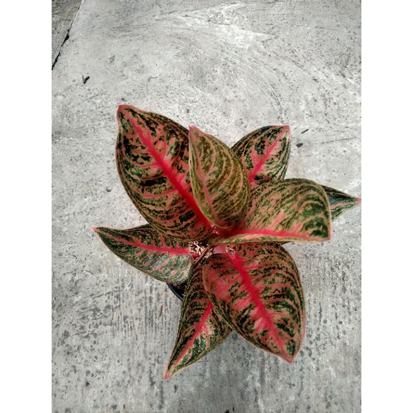 aglonema widuri lokalan
