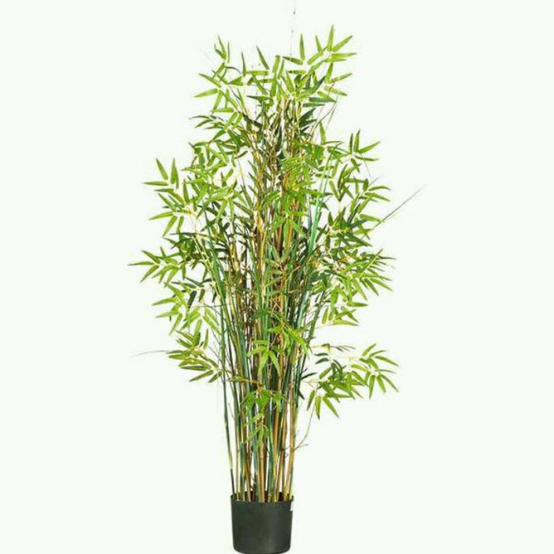 bambu kuning mini