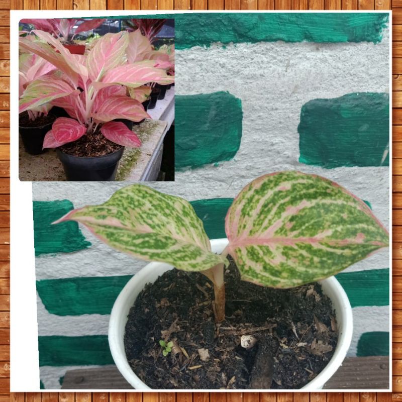 Aglonema Bidadari Anakan (photo kiri atas adalah tanaman dewasa)