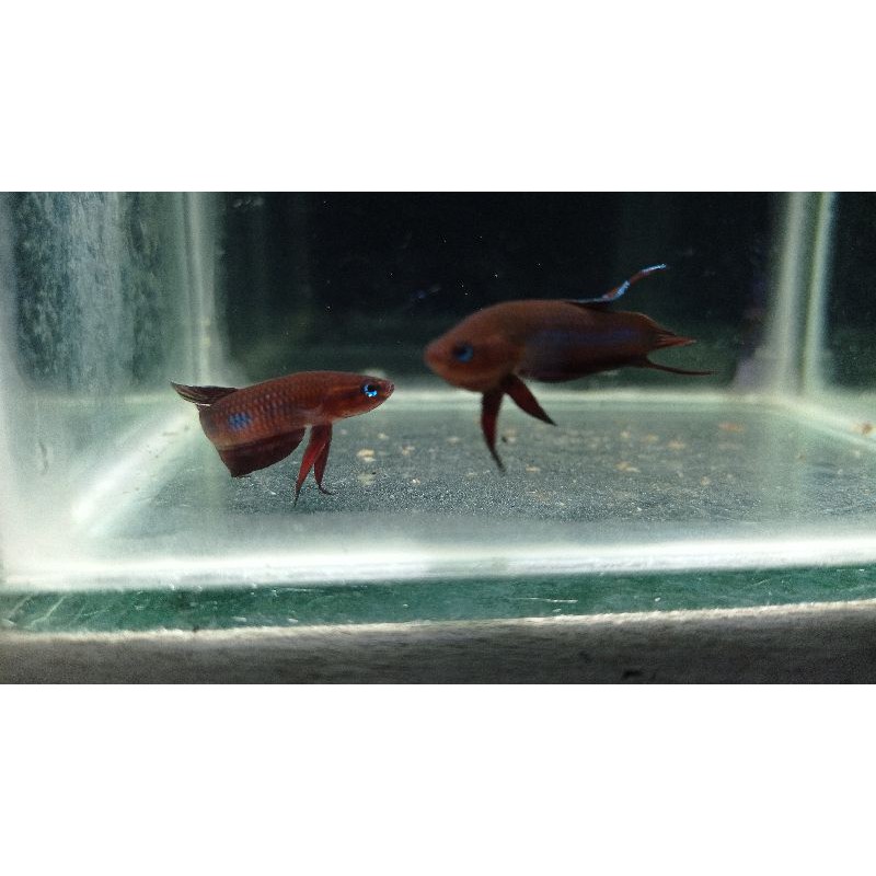 10ekor Wild betta coccina cupang alam