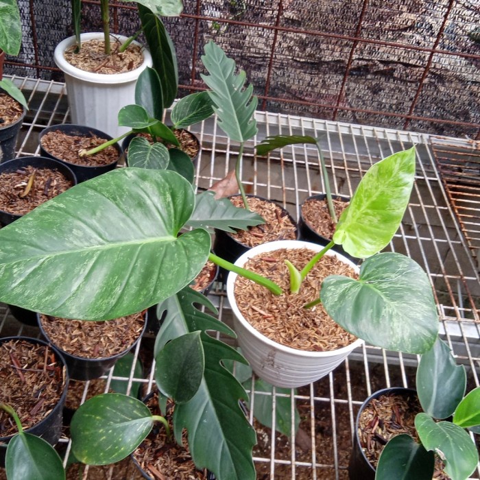 Philodendron Giganteum varigata - Marbel varigata