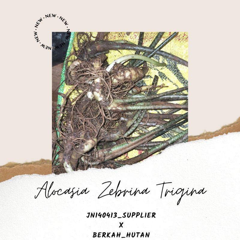 Bonggol Utuh/Umbi ALOCASIA ZEBRINA TRIGINA berdaun Segitiga Unik Dan Langka Asli Kalimantan Barat