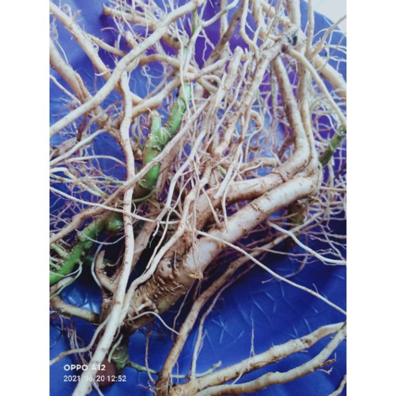 

Akar Cepokan Atau Takokak Segar Herbal 1Kg Murah