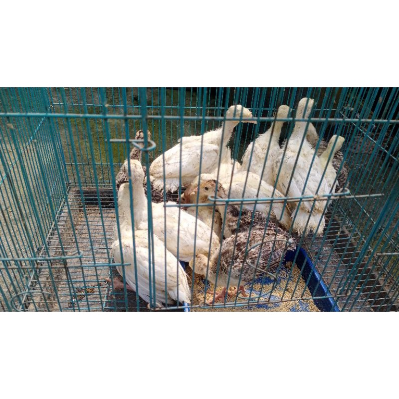 ayam kalkun usia 2 bulan