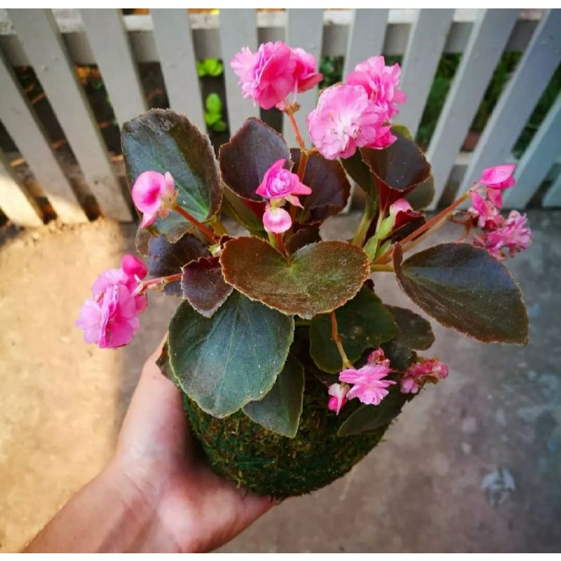 tanaman kokedama begonia