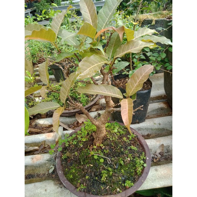 bonsai Bunut merah semi