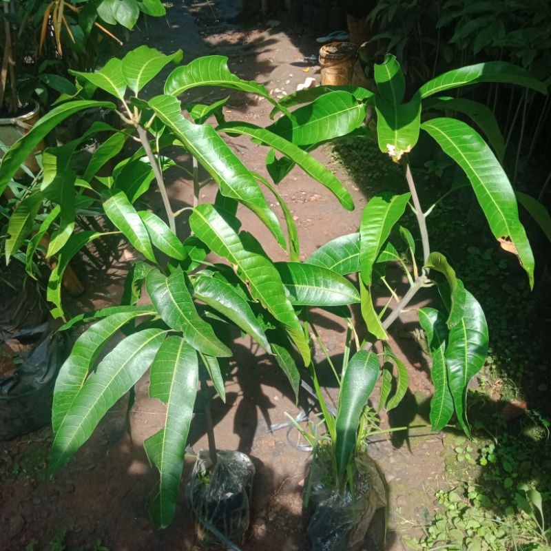 bibit mangga Yuwen 6