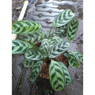  Tanaman  Maranta ekor  merak  calathea burlemarx Shopee 