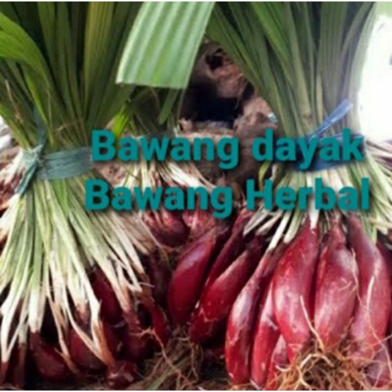 

Bawang dayak bawang herbal 1kg