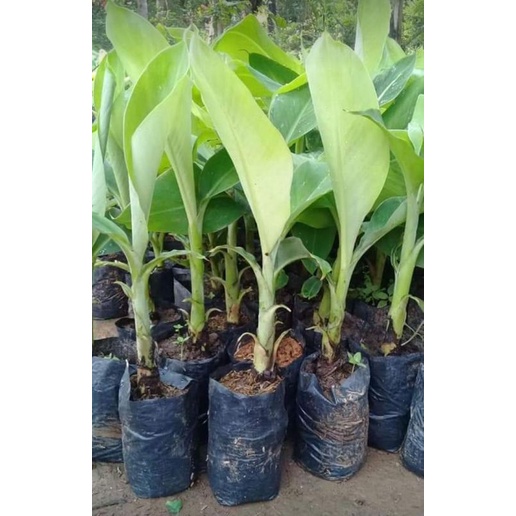 

Pisang Cavendis