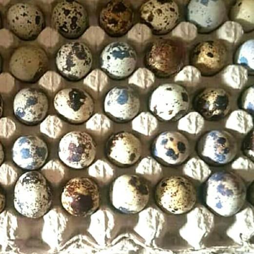 

۝ Telur Puyuh Segar Isi 90 Butir ➻