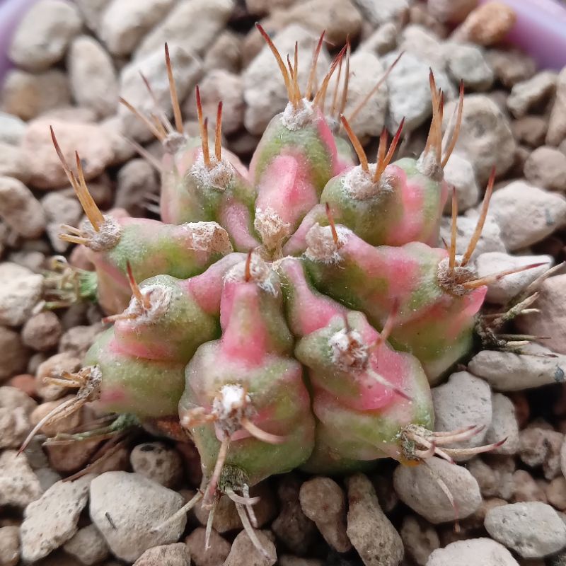 Kaktus Pink Diamond | Gymnocalycium Mihanovichii Pink Diamond | Gymno | Miha | Variegata | Pink Diam