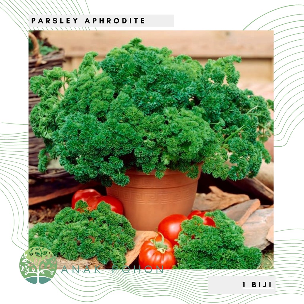 Benih Bibit Biji - Parsley Aphrodite (Petroselinum crispum) Herb Seeds - IMPORT