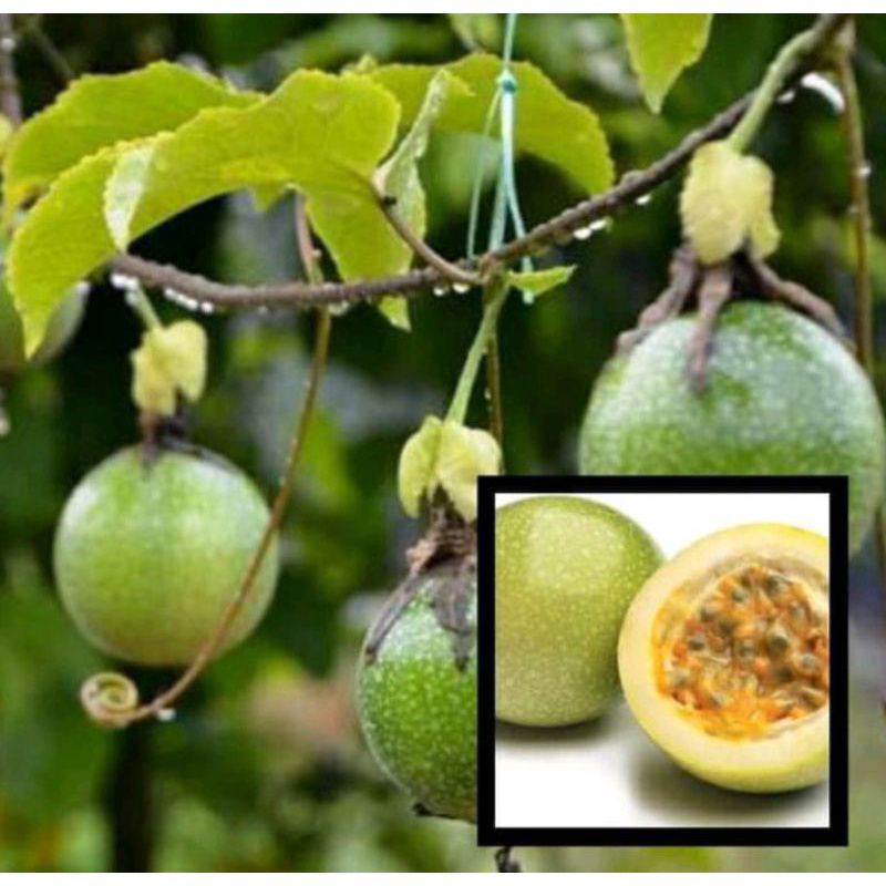 Bibit pohon buah markisa - bibit markisa