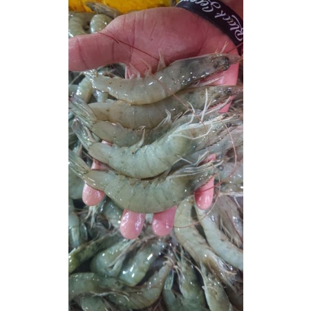 

udang vaname size 60 harga Murah kualitas terbaik