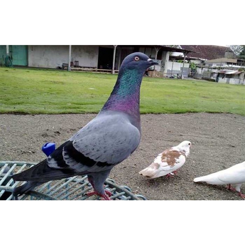 

TELUR BURUNG DARA BALAP MERPATI BALAP