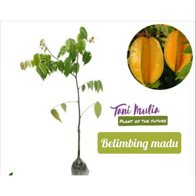 Belimbing madu super manis/tanaman belimbing madu