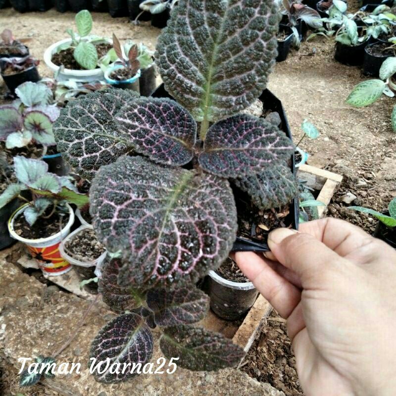 Tanaman Hias Gantung Episcia Beludru Hitam - Tanaman Gantung Episcia Cupreata