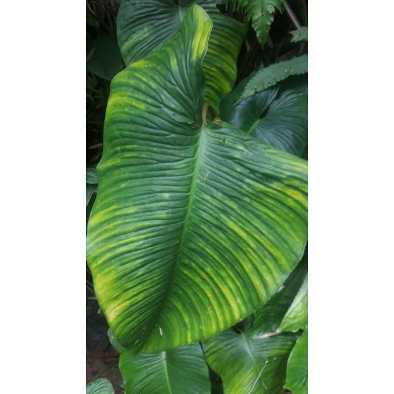 bibit homalomena sp varigata