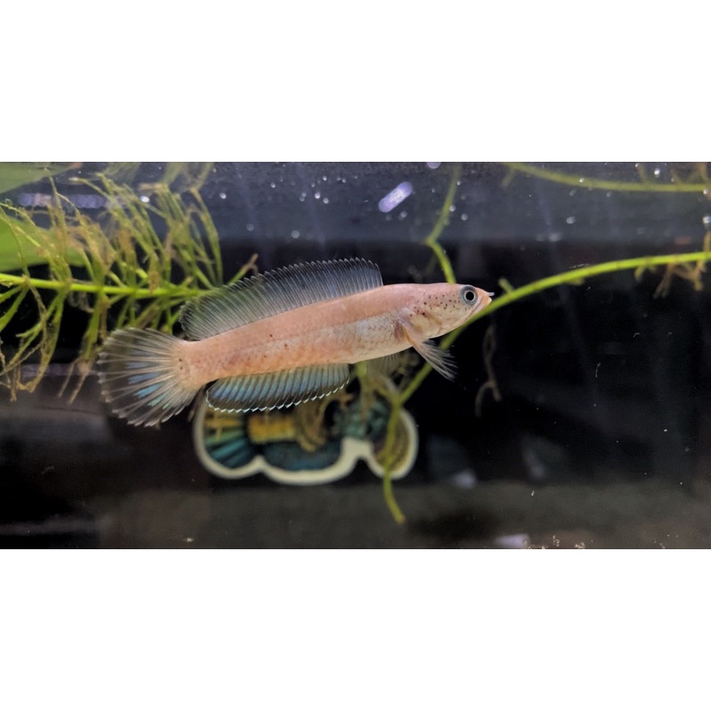 Channa Andrao SB Short Body High Fin