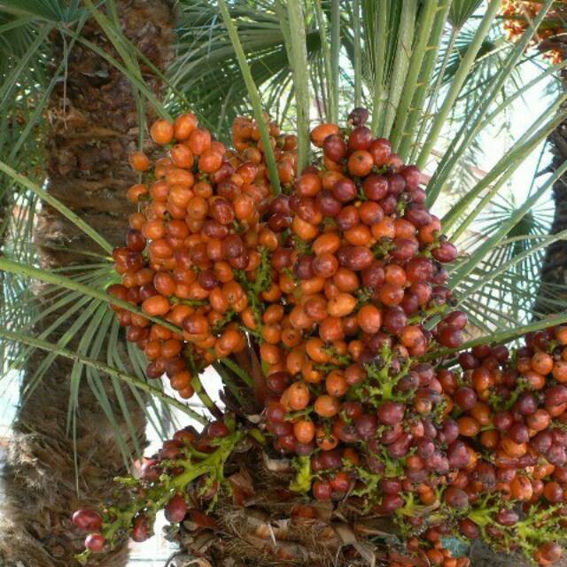 Bibit kurma tropis genjah cepat berbuah