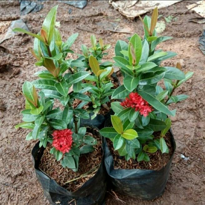 tanaman hias soka india merah/bunga soka merah