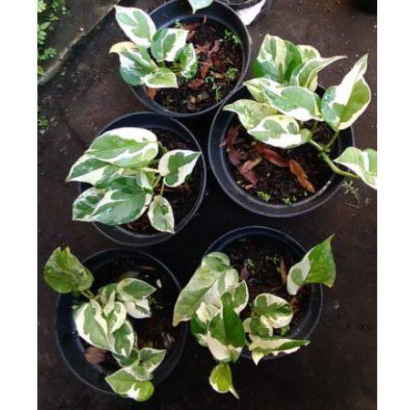 tanaman hias sirih njoy