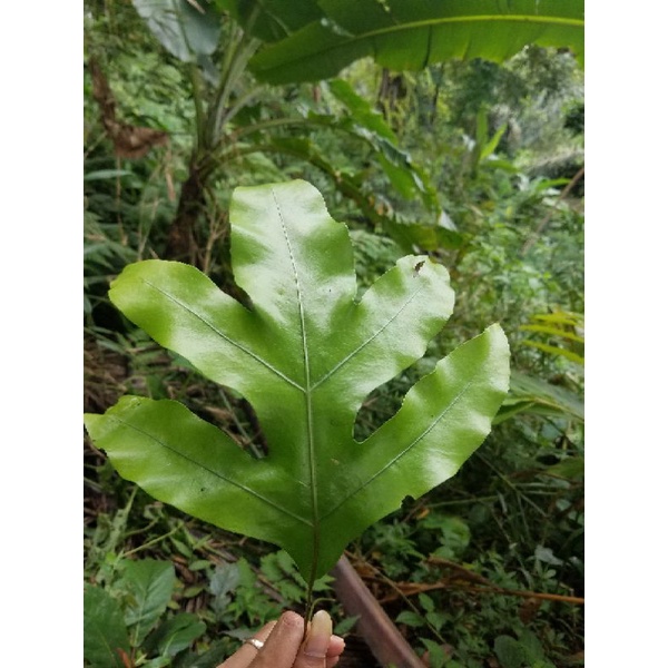 tanaman hias pakis hutan unik langka