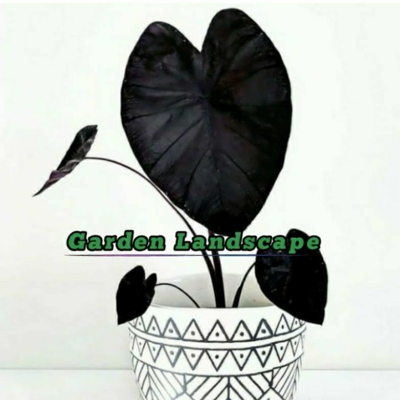 Tanaman Hias Caladium Black Magic - Keladi - Caladium Langka