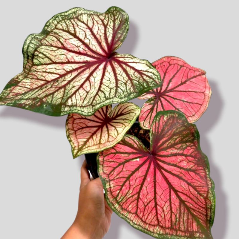 caladium srikandi