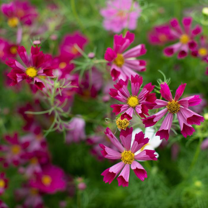 Benih Bibit Biji - Bunga Cosmos Seashells Red Flower Seeds - IMPORT