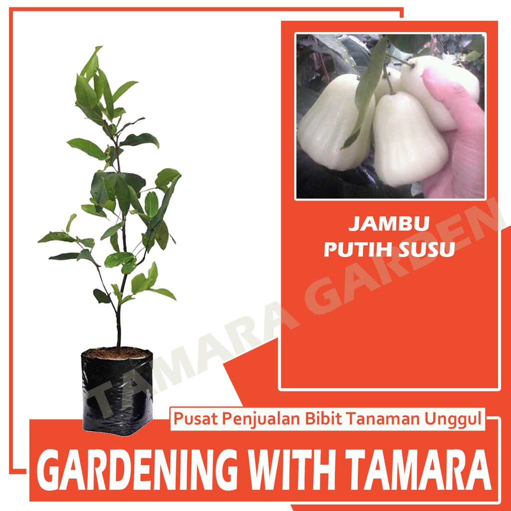 Bibit Tanaman Buah Jambu Susu Shopee Indonesia