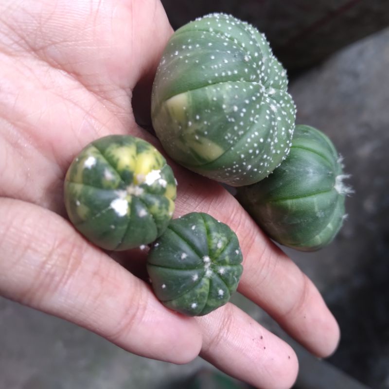 Kaktus Astrophytum Astro Var Variegata Varigata Murah