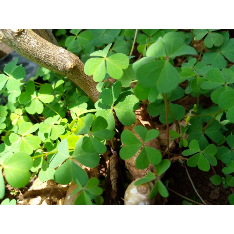 

daun Semanggi gunung 50gram