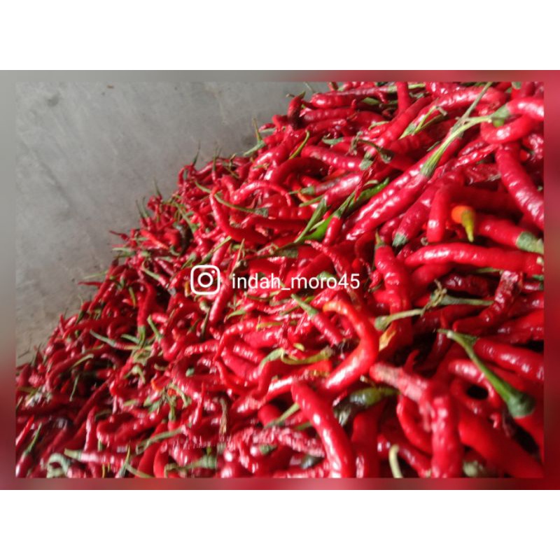 

Cabai Kering 500g Dried Chili Cabe Merah Keriting ,Cabe kering untuk Bumbu Semua Masakan Dapur.