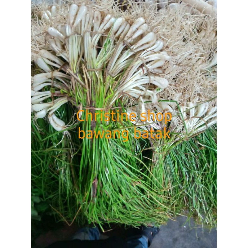 Jual Bawang Batak Lokio Gram Shopee Indonesia